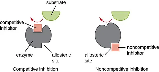 Competitive vs Non-competitive inhibition
